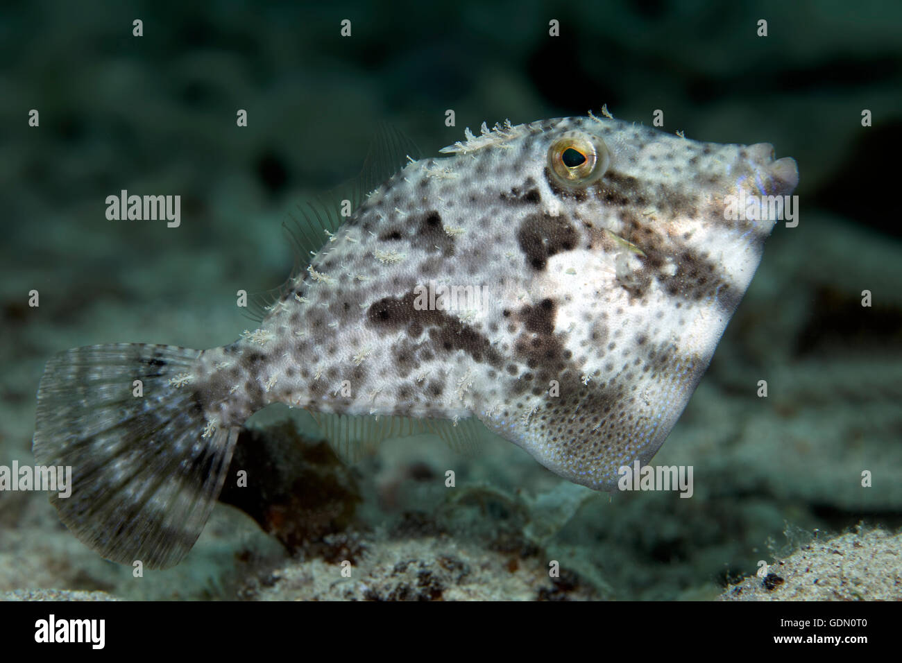 Gurt-Weed Feilenfisch (Pseudomonacanthus Macrurus), Indonesieren Archipel, Wakatobi Nationalpark, Bandasee, Südost-Sulawesi Stockfoto