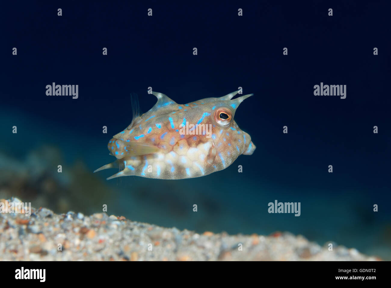 Staunend Surfschulen oder Shorthorn Surfschulen (Lactoria Penthacantha), Indonesieren Archipel, Wakatobi Nationalpark, Bandasee Stockfoto