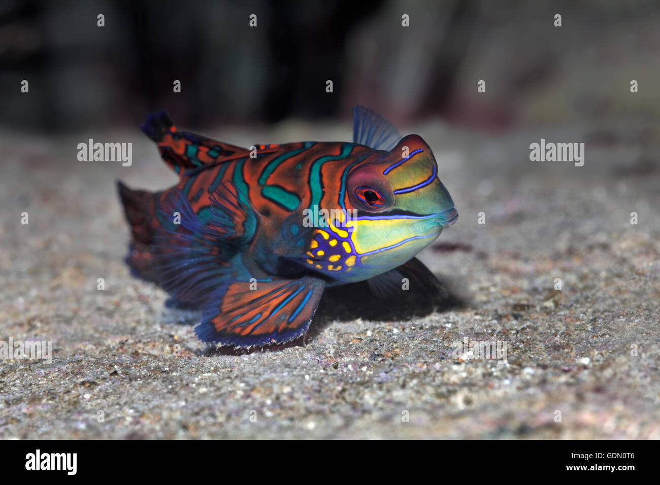 Mandarienenfische oder Mandarin Dragone (Synchiropus Splendidus), Tukangbesi Achipelago, Wakatobi Nationalpark, Bandasee Stockfoto