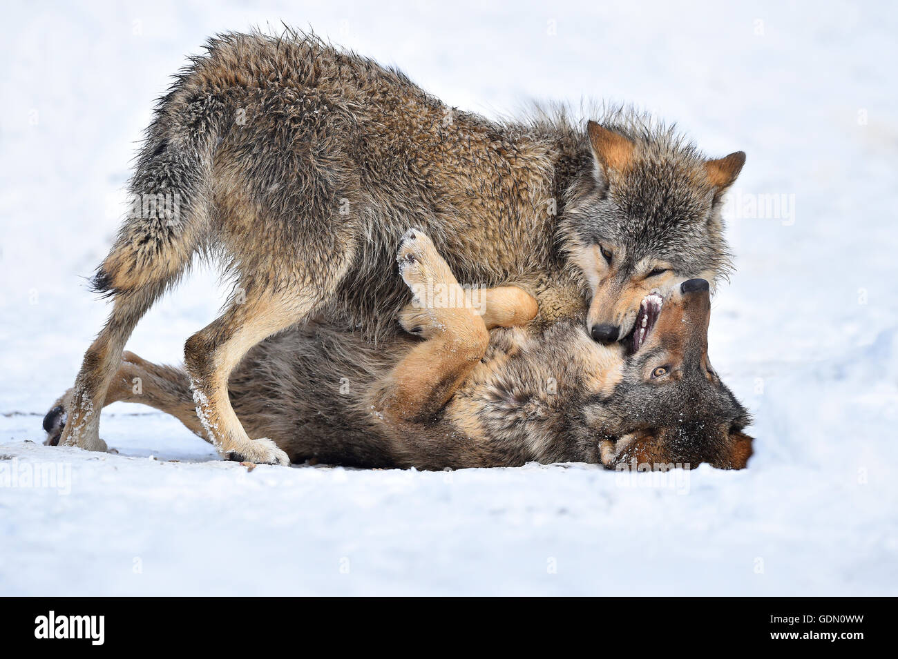Einjährigen östlichen Wolf, Eastern Timber Wolf (Canis Lupus LYKAON), junge Wölfe spielen im Schnee, Baden-Württemberg Stockfoto