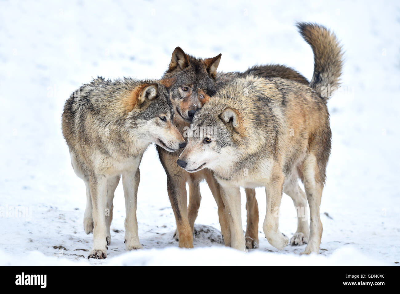 Einjährigen östlichen Wolf, Eastern Timber Wolf (Canis Lupus LYKAON), junge Wölfe spielen im Winter, Baden-Württemberg, Deutschland Stockfoto