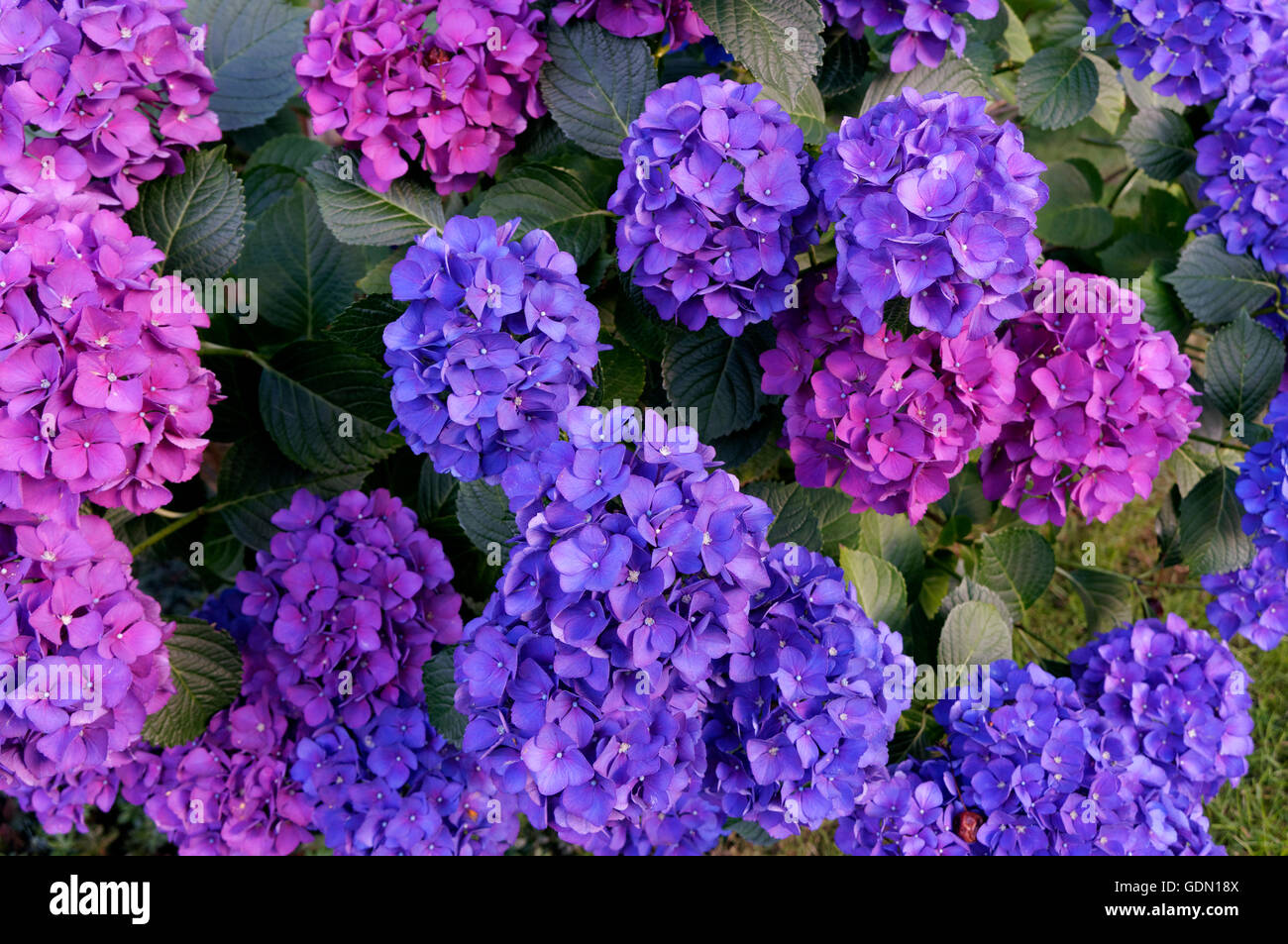 Blau und Lila hydrangea Hortensien oder hortensia Blumen in einem Garten bunt Stockfoto