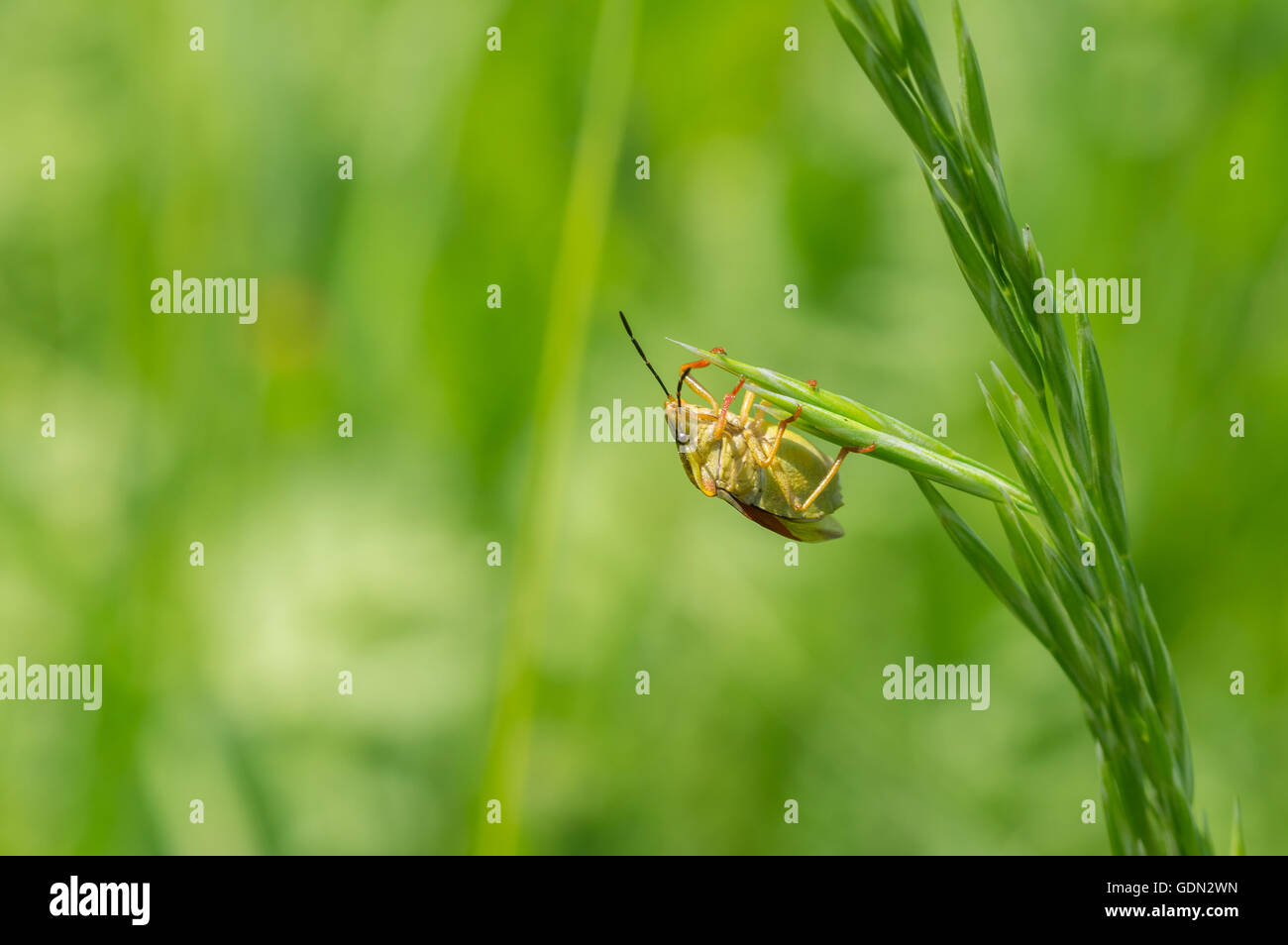 Schöne Weißdorn Schild Bug ist die Fliege aus eigenen Startplatz startbereit Stockfoto