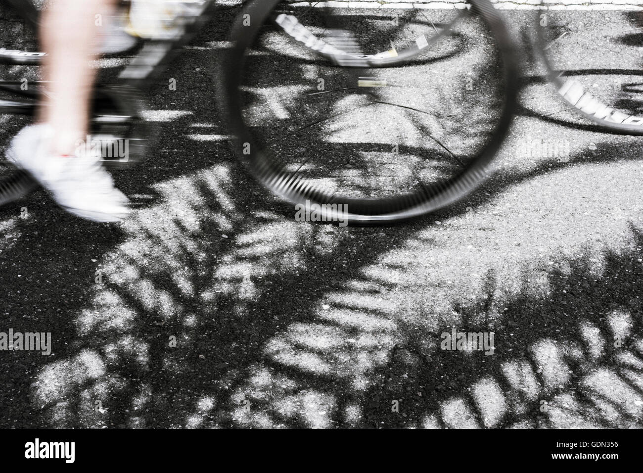 Radsportler über Palm Baum Schatten unterwegs Stockfoto