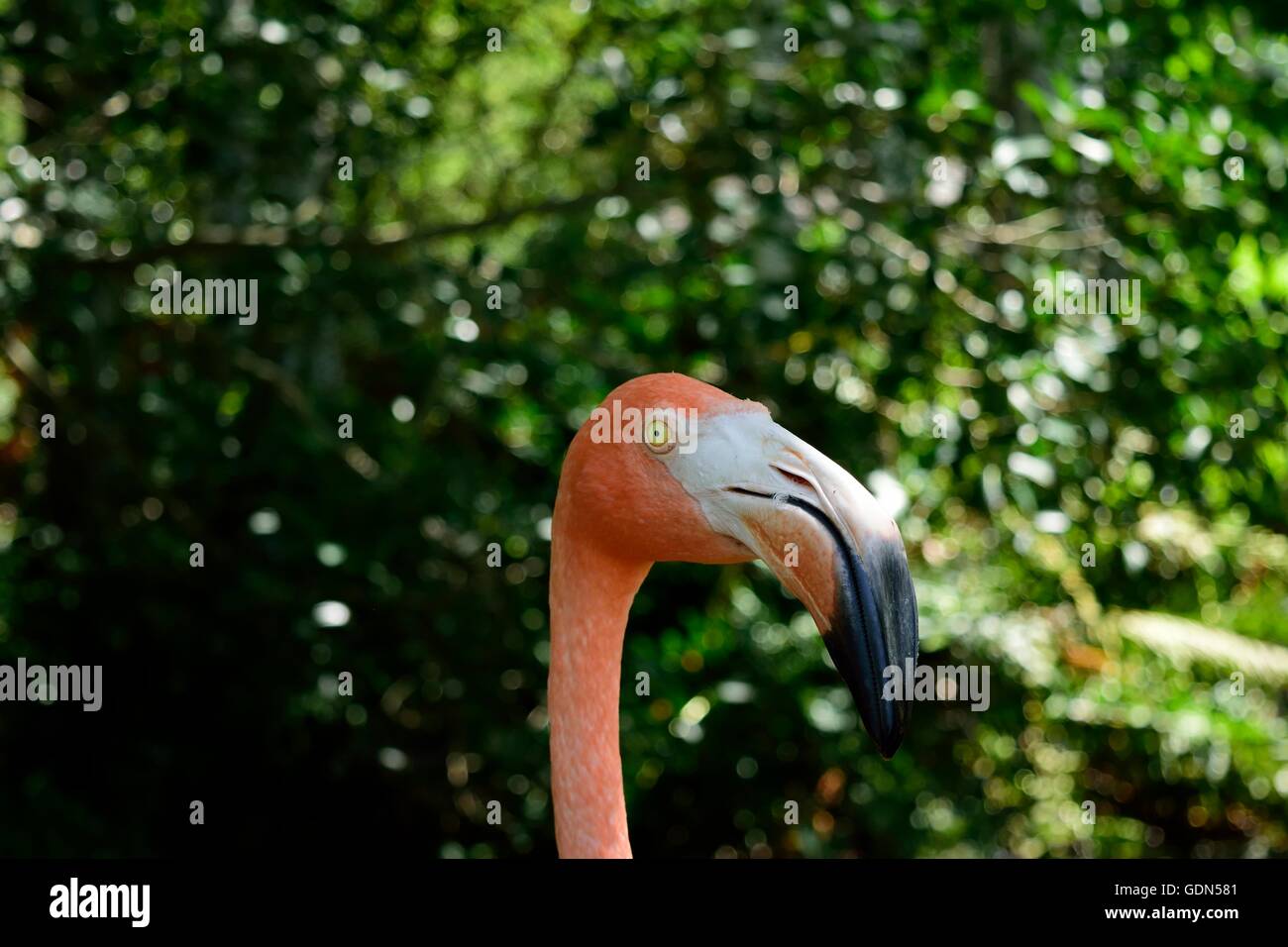 Ein Flamingo in Sarasota Jungle Gardens in Sarasota, Florida. Stockfoto