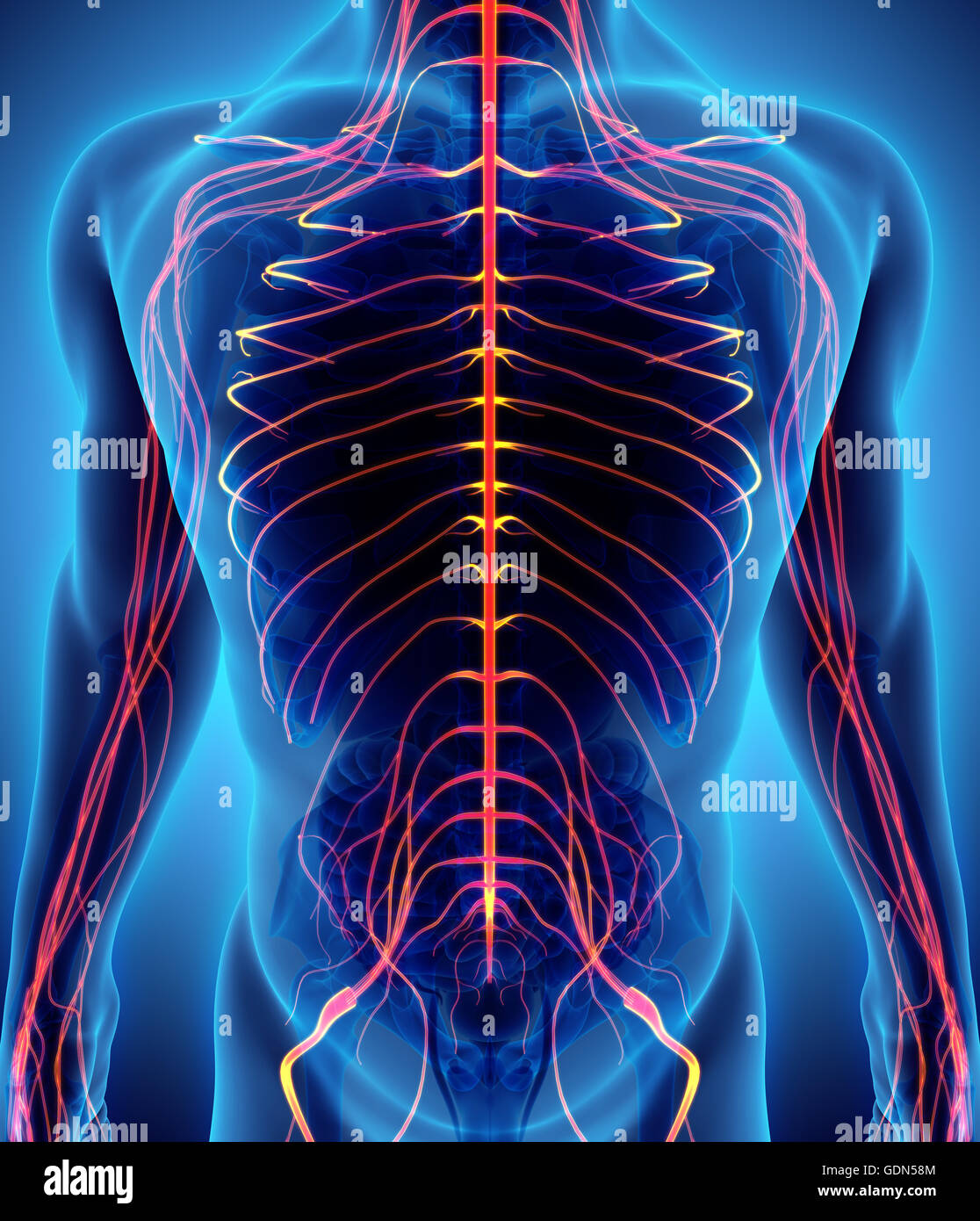 3D-Illustration männlichen glänzend rote nervöse System, Medizin und Anatomie Konzept. Stockfoto