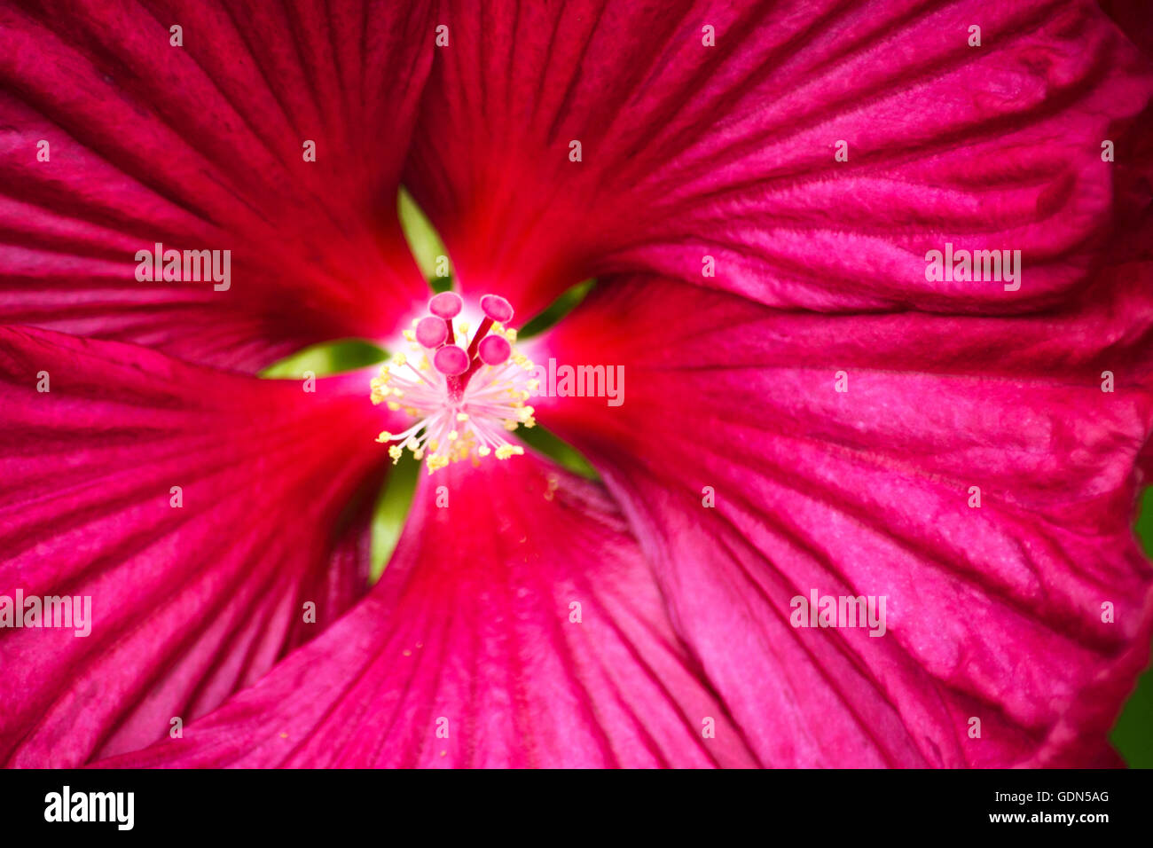 Hibiskus Blume Stamen Nahaufnahme Makro-detail Stockfoto