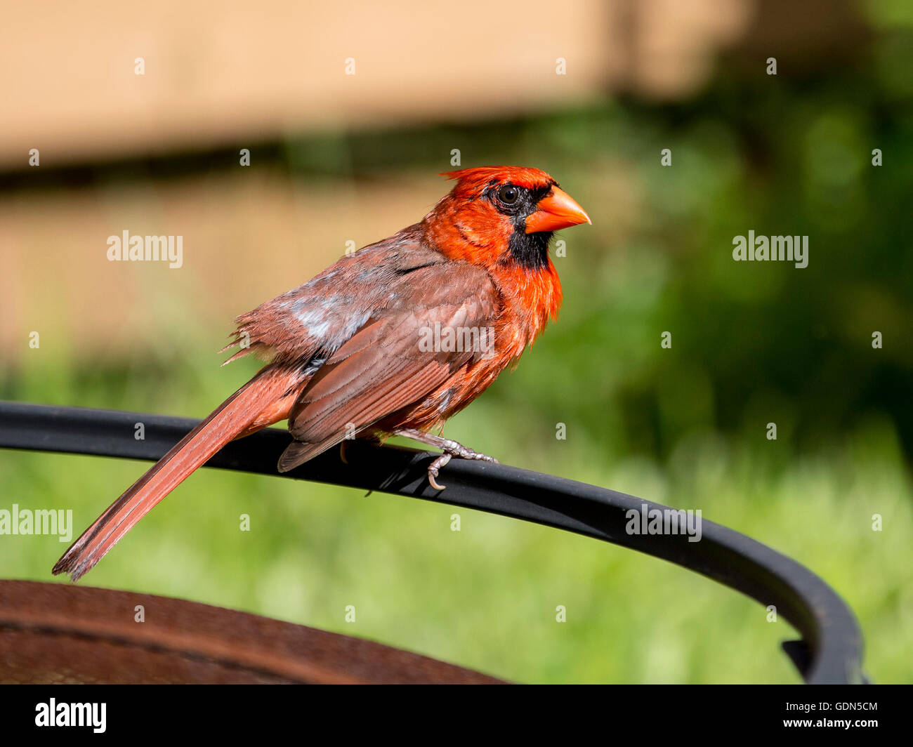 Männlich-Kardinal Vogel in einem Garten von Florida in den USA Stockfoto