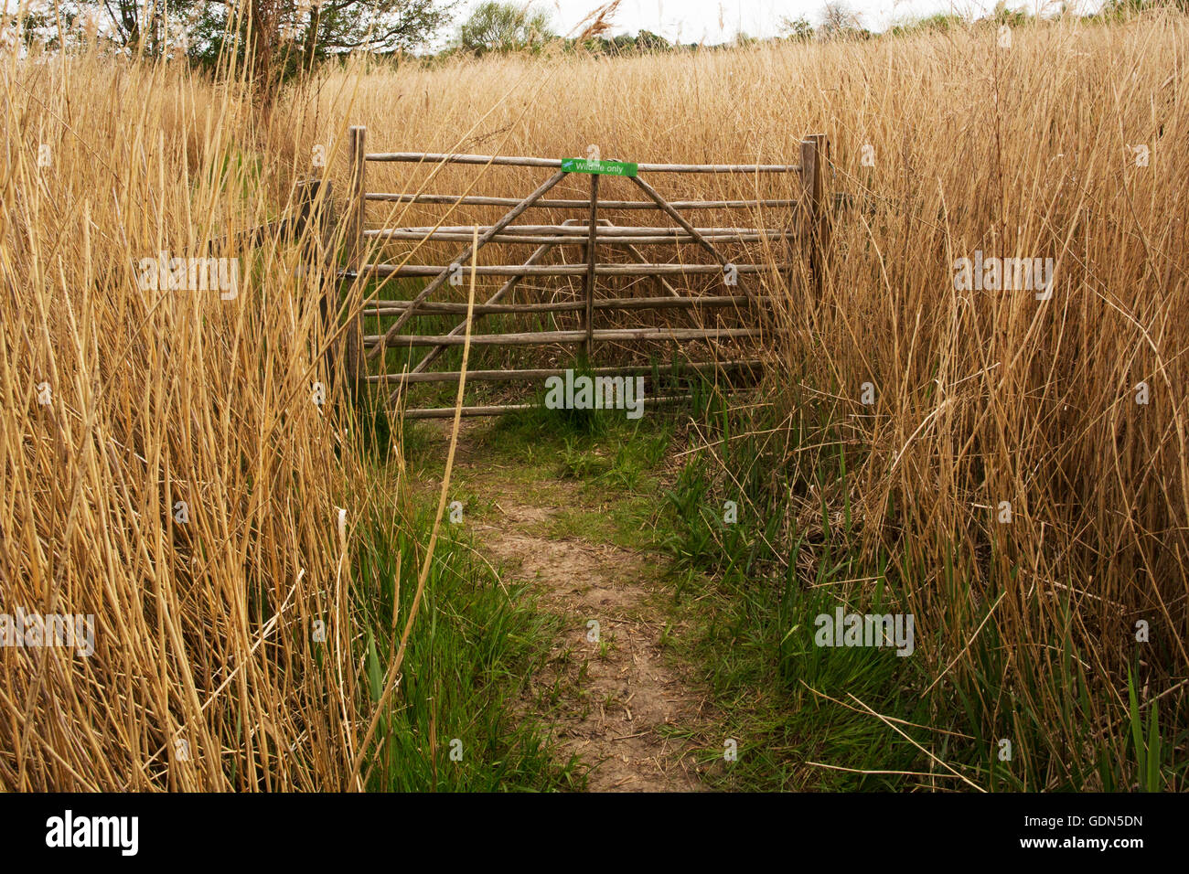 Feuchtgebiet Zentrum Barnes London Stockfoto