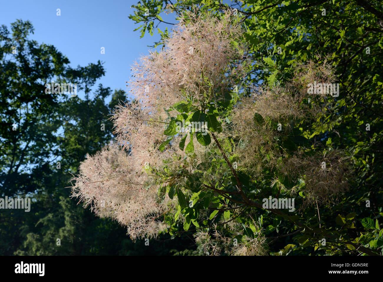 Europäischen Smoketree / Dyer Sumach (Cotinus Coggygria) gefiederten Fruchtstand mit Steinfrüchte, in der Nähe von Foca, Bosnien zu entwickeln. Stockfoto