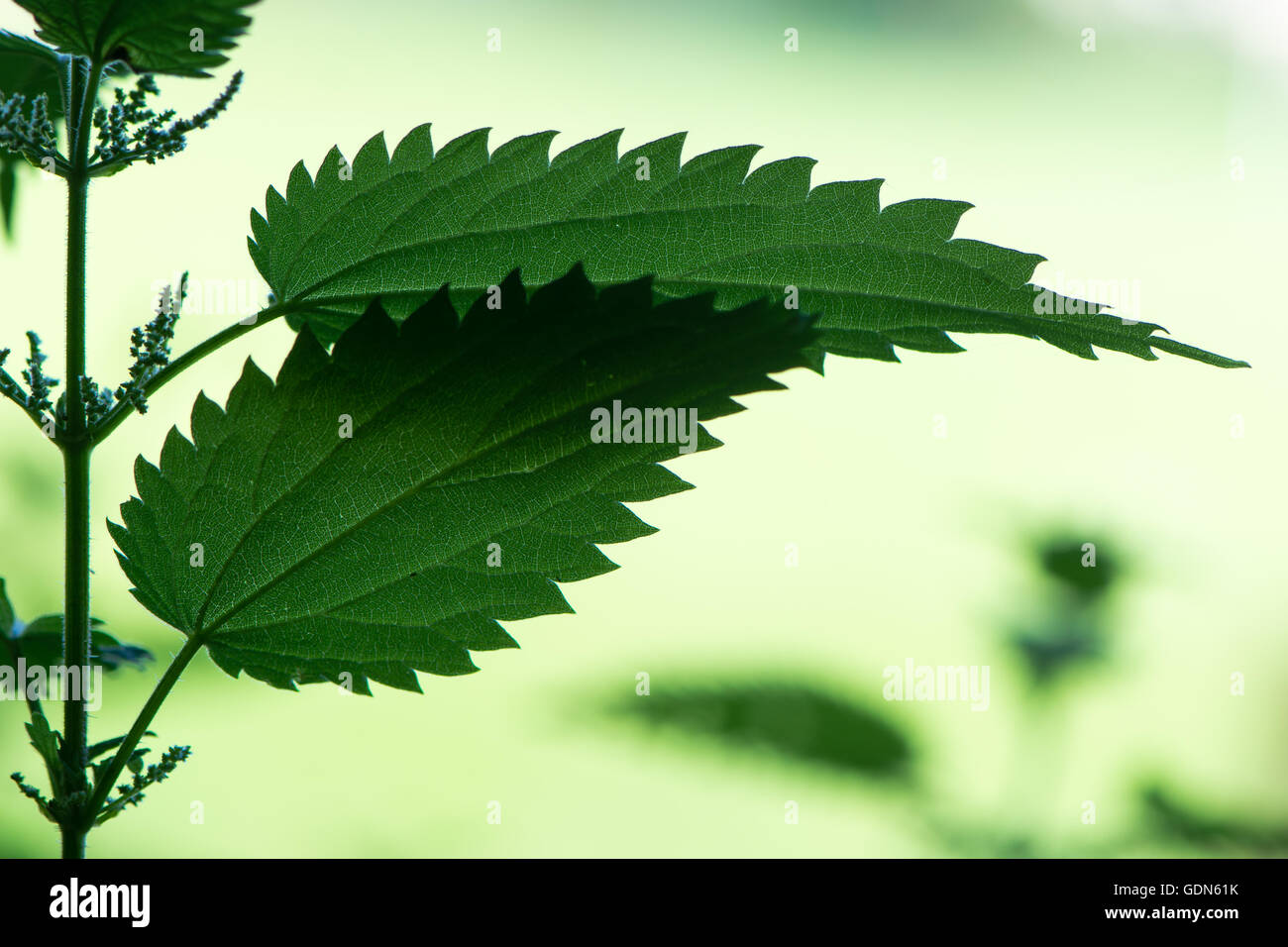 Hinterleuchtete Brennnessel (Urtica Dioica). Werk in Failmy Urticaceae, mit gezackten gezahnten Ränder zu blättern und grünen Blumen Stockfoto