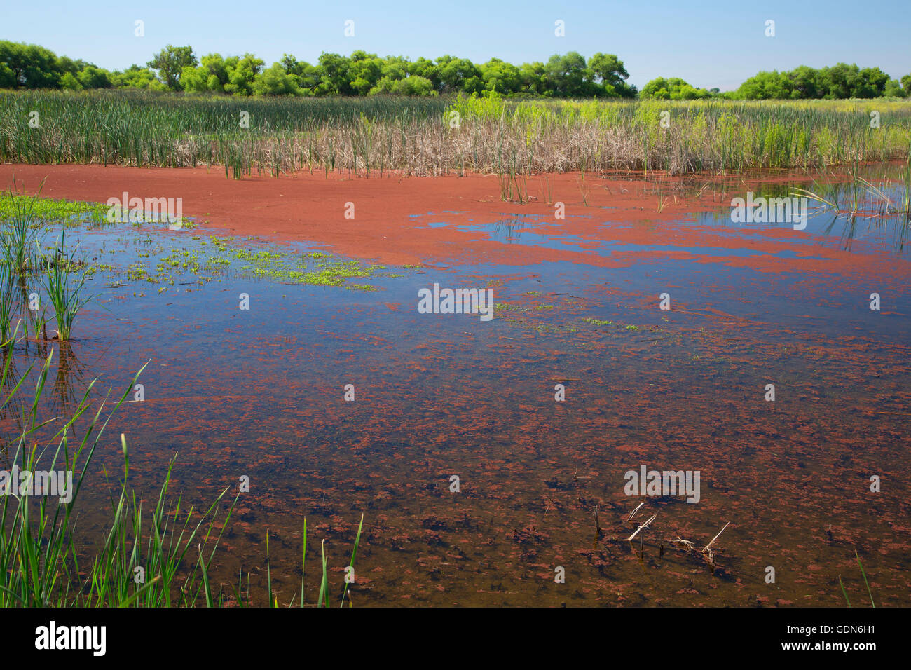 Hauptsitz-Teich, San Luis National Wildlife Refuge, Kalifornien Stockfoto