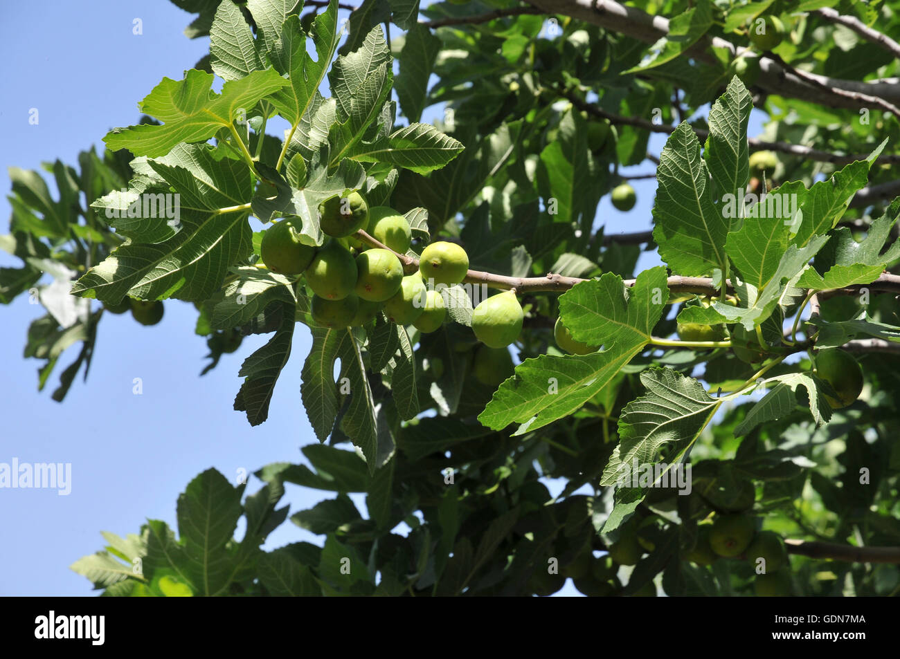 Nahaufnahme der Früchte und Blätter von einem Feigenbaum (Ficus Carica) Bilder aus dem Monat der Hermon Stream Natur reservieren (Banias) Golan He Stockfoto