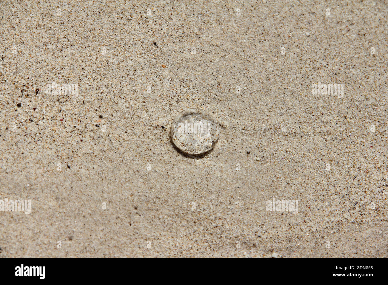Nahaufnahme von quallen auf sand -Fotos und -Bildmaterial in hoher ...