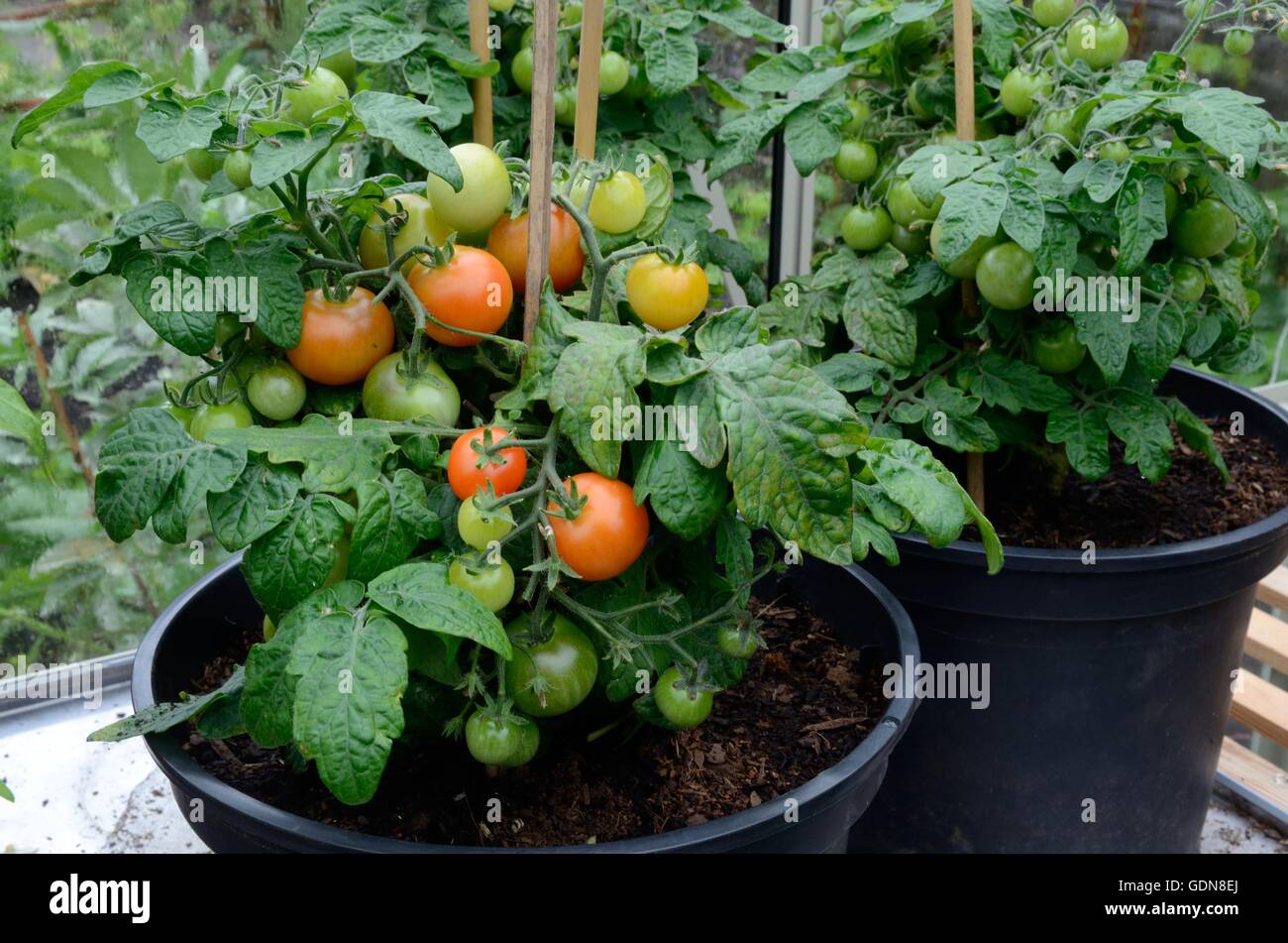 Tomate Red Robin Anbau in Töpfen in einem Gewächshaus Stockfoto