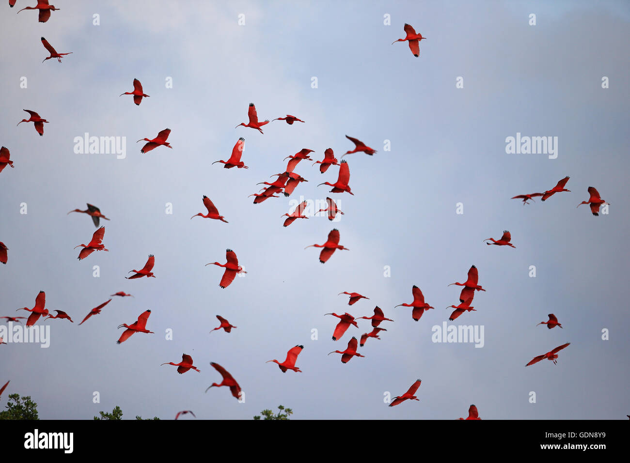 Scarlet Ibis (Eudocimus Kautschuk) Stockfoto