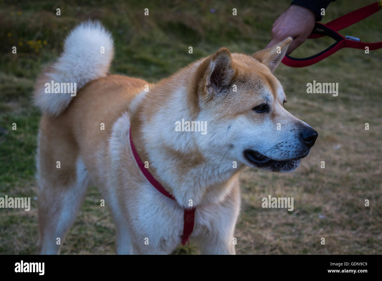 Japanische Akita Inu Welpen, weiße und rote Hund Nahaufnahme  Stockfotografie - Alamy