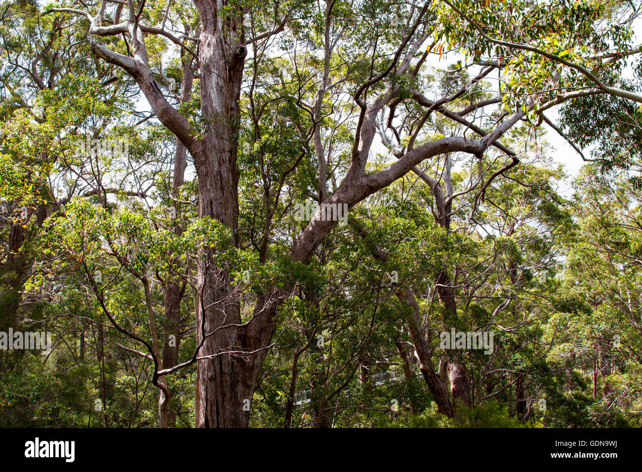 Wandern in den Baumwipfeln im Tal der Riesen in Western Australia Stockfoto
