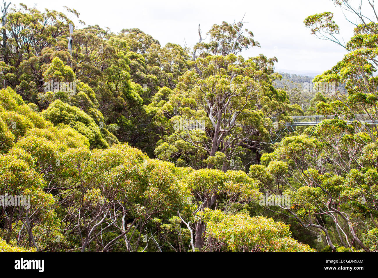Wandern in den Baumwipfeln im Tal der Riesen in Western Australia Stockfoto