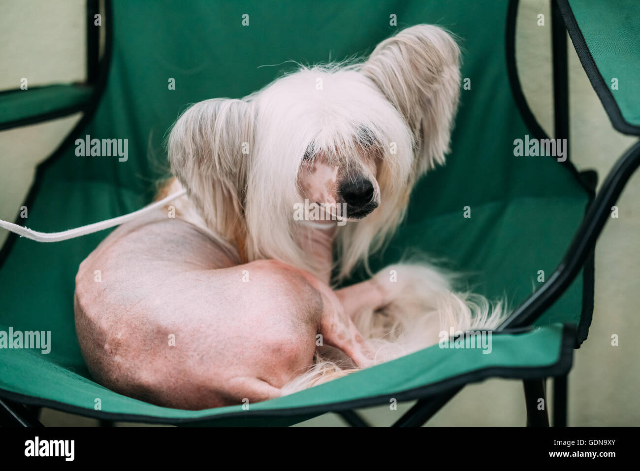 Junge weiße chinesischen Schopfhundes im Stuhl sitzen. Haarlosen Rasse des Hundes. Helle Haut. Stockfoto