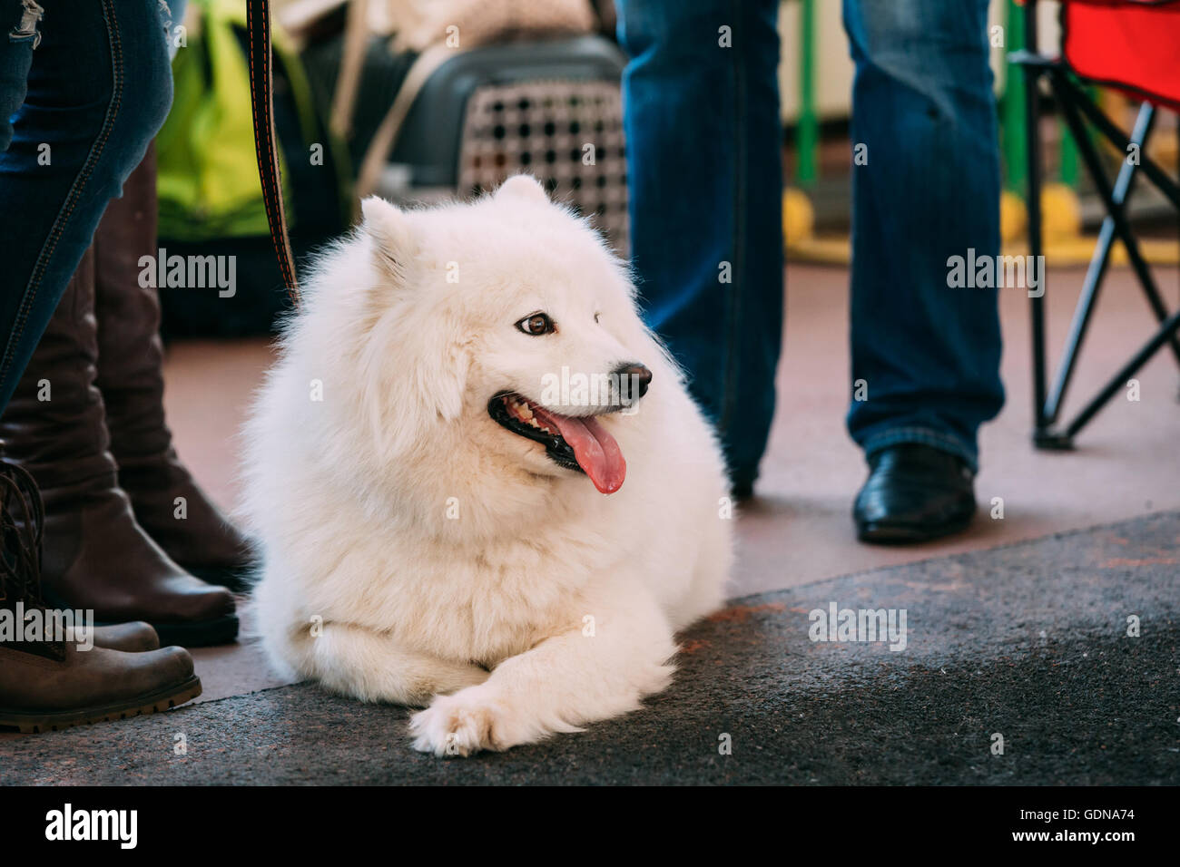 Schöne junge weiße Samojeden Hund SittingNear Frau Stockfoto