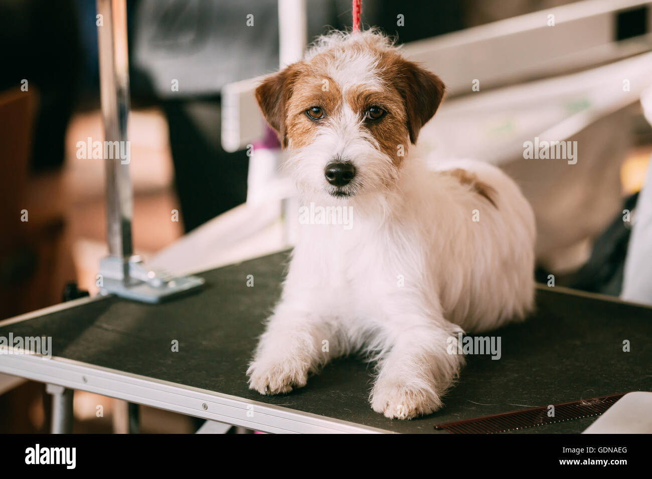 Schöne junge rau beschichtet Jack-Russell-Terrier Hund. Kleine terrier Stockfoto