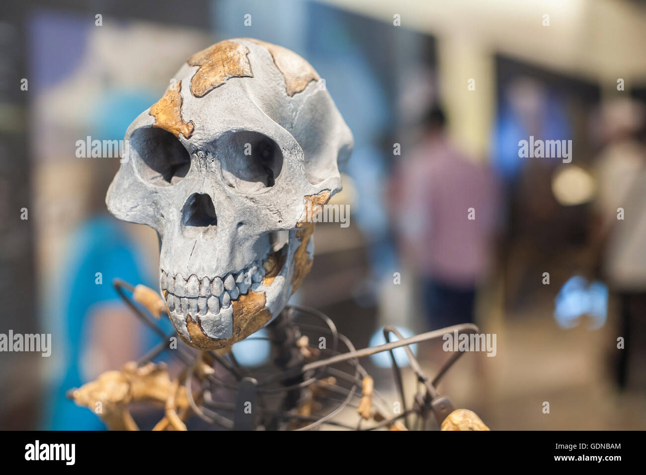 Lucy Skelett, ein Weibchen der Hominini Gattung Australopithecus afarensis Stockfoto