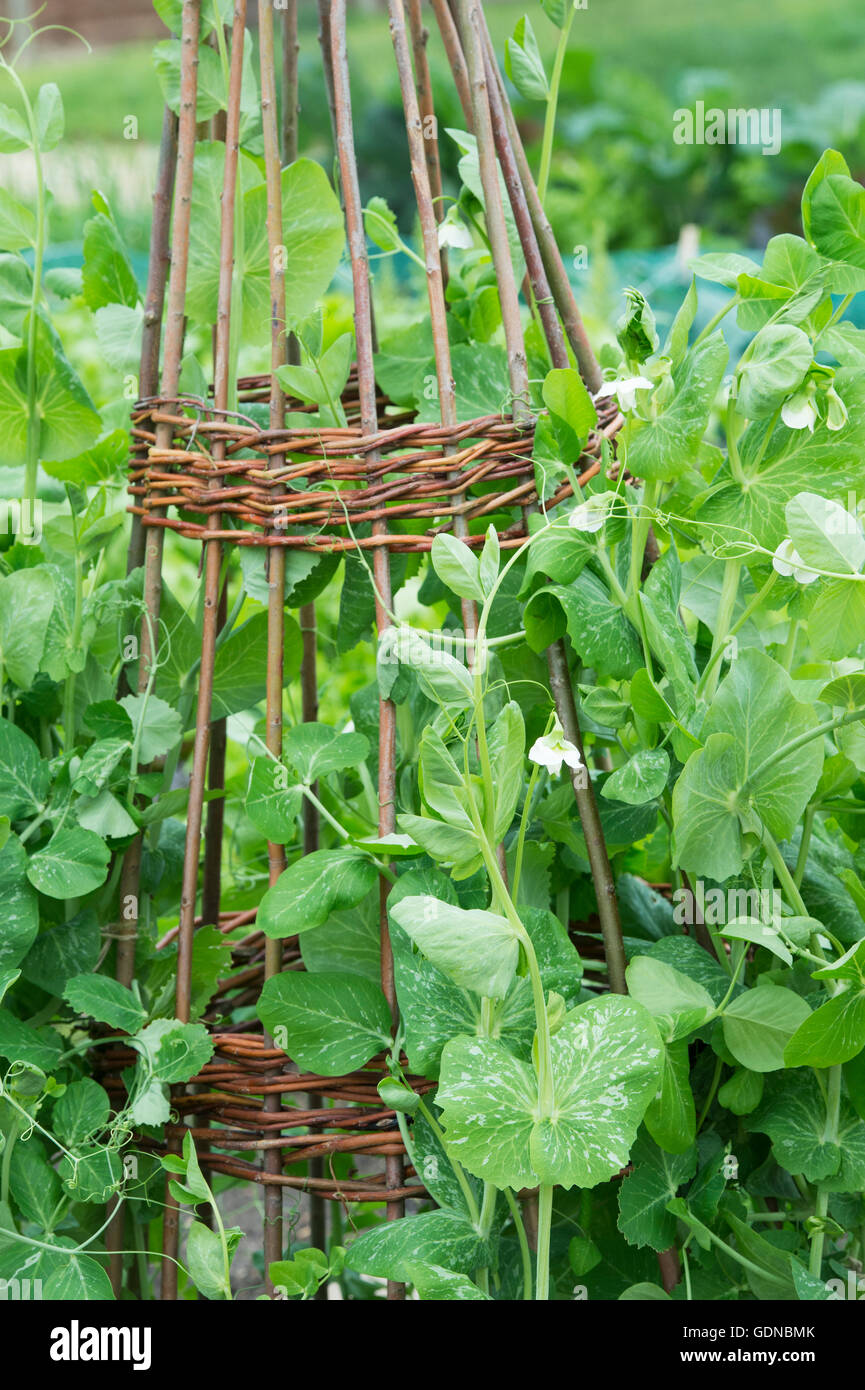 Pisum Sativum. Erbse "Lord Leicester" auf einem Wigwam-Weide-Stick in einem Gemüsegarten zu unterstützen Stockfoto