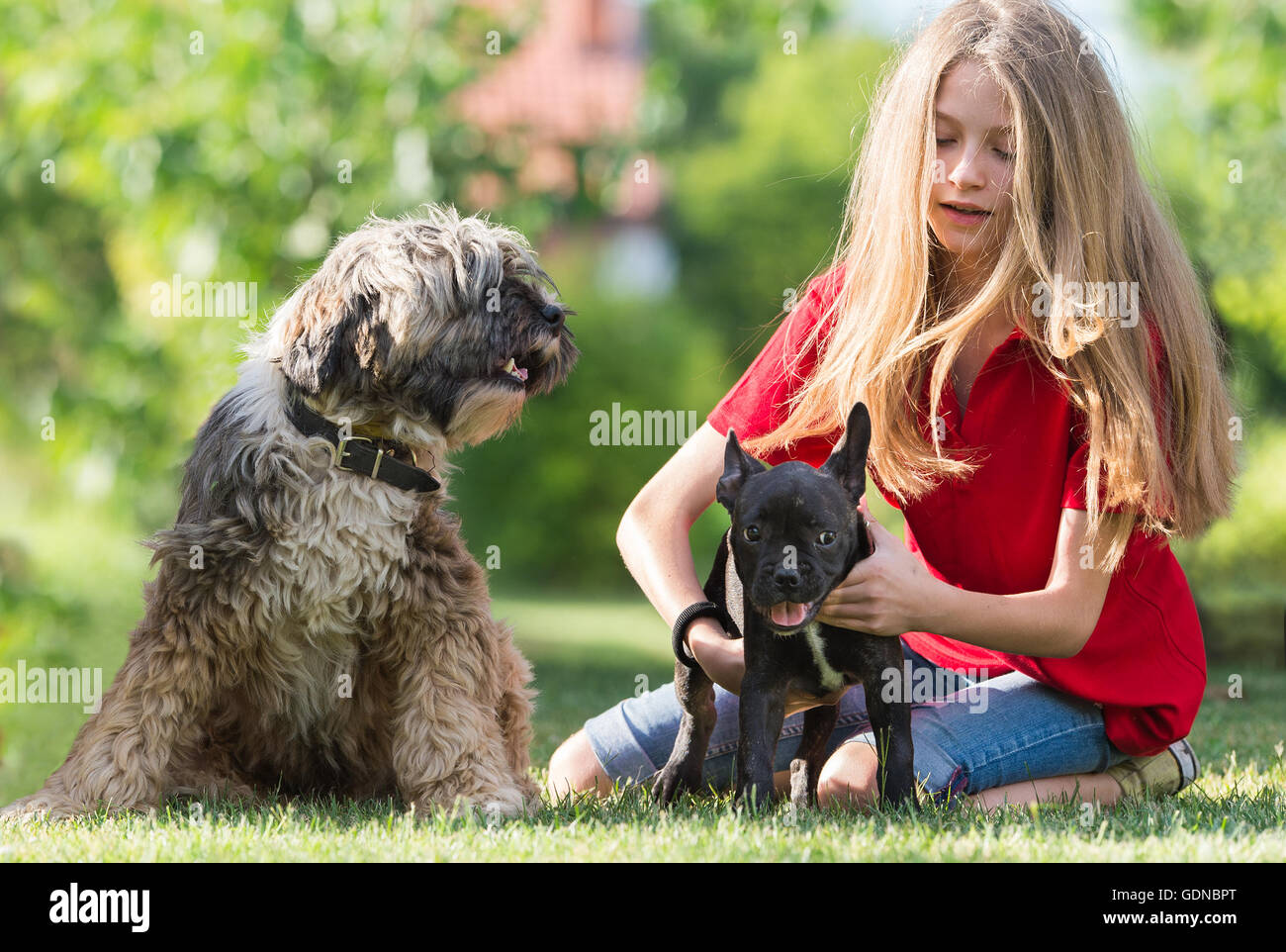 Mädchen mit französische Bulldogge und Tibet Terrier in Freundschaft Stockfoto