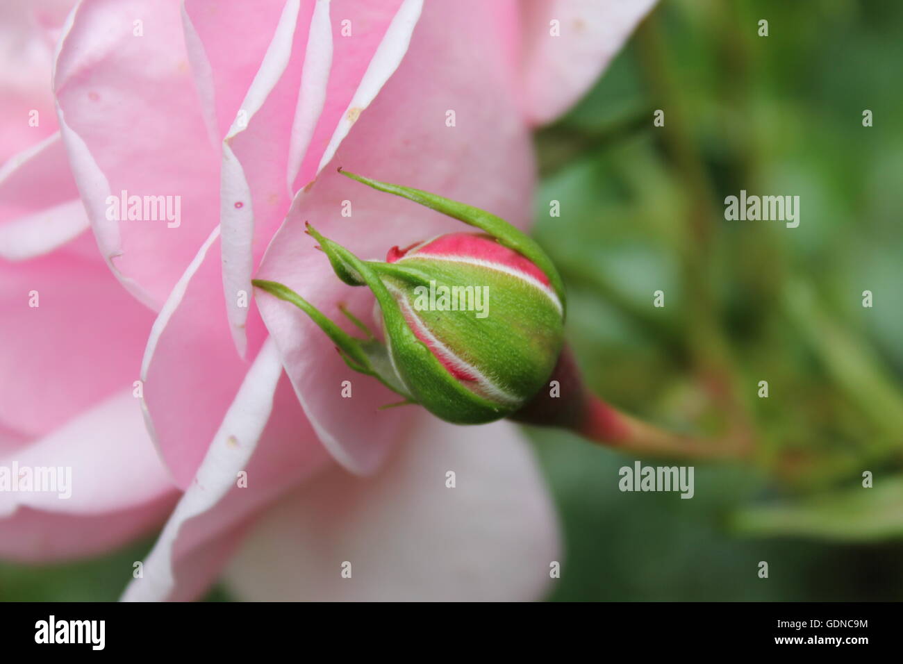 Schöne Rose und rosebud Stockfoto