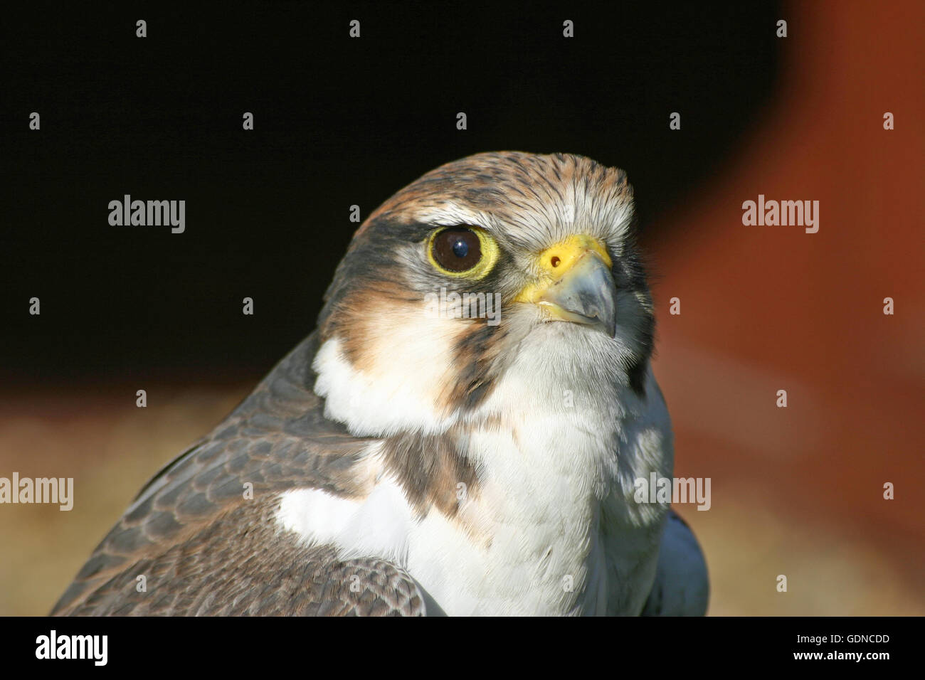 Falcon Kopf und Schultern Stockfoto