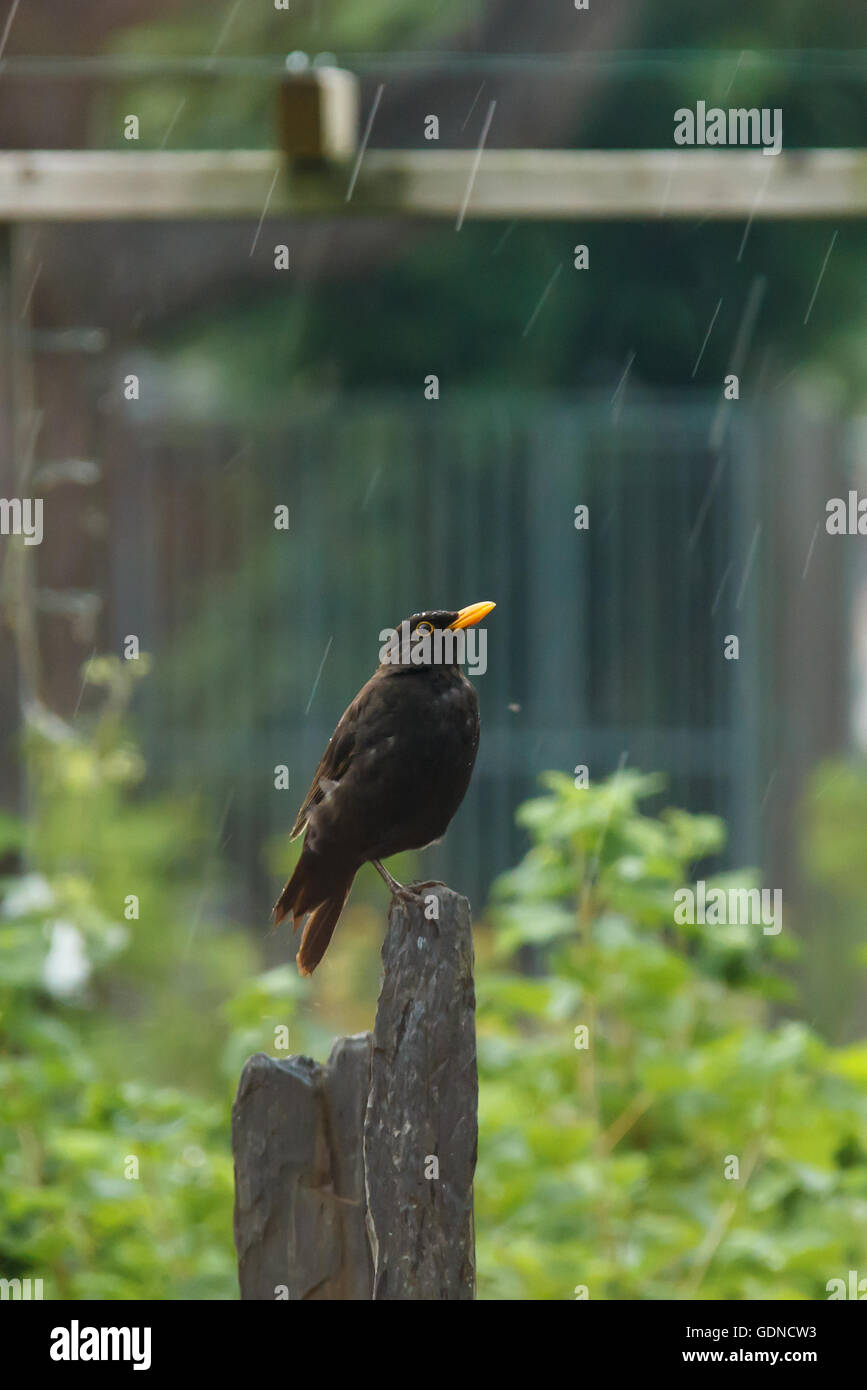 Eine Amsel sitzt im Regen Stockfoto