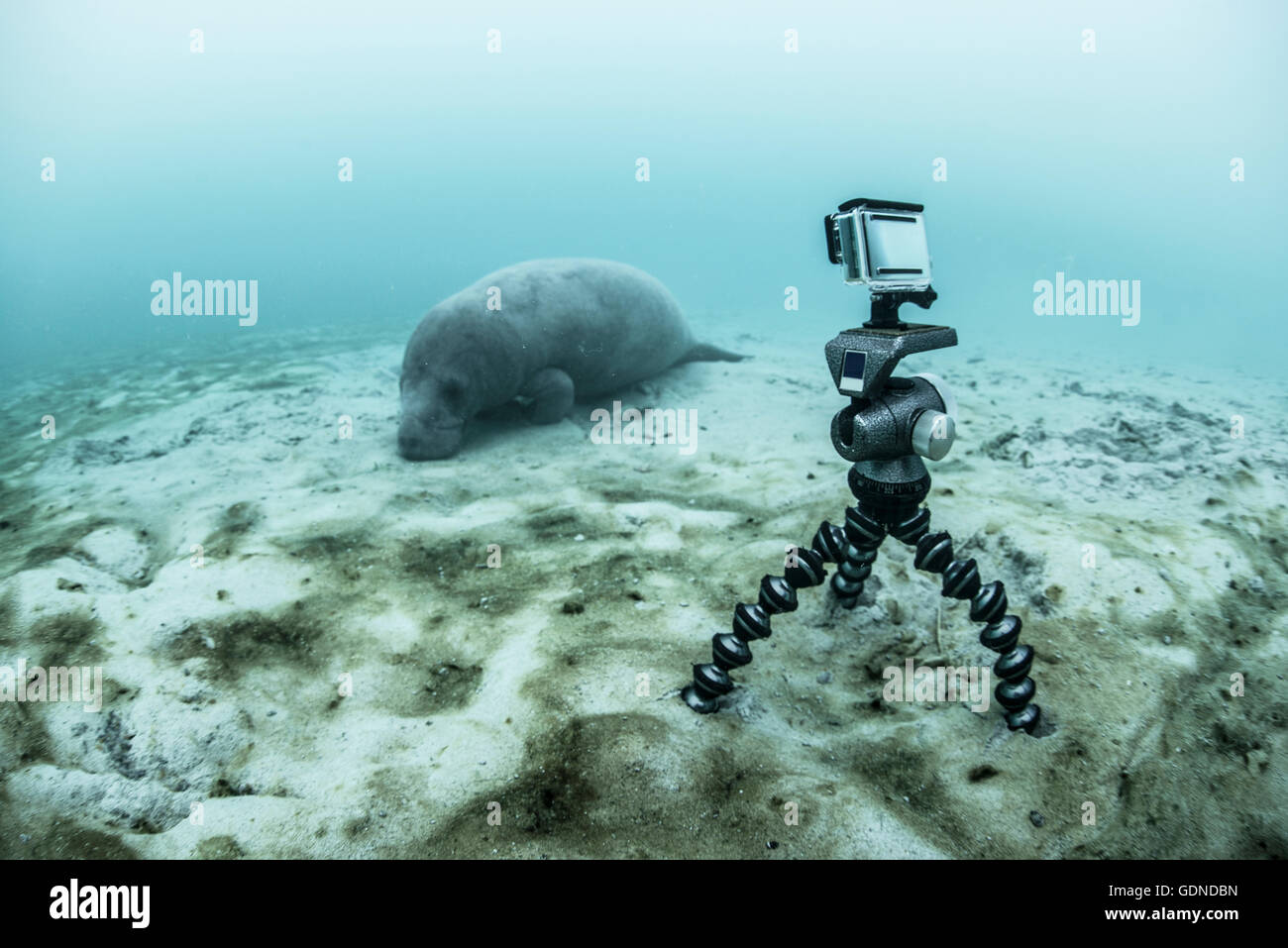 Unterwasser-Kamera auf Stativ Filmen schlafende Seekuh, Sian Kaan Biosphäre-reserve, Quintana Roo, Mexiko Stockfoto