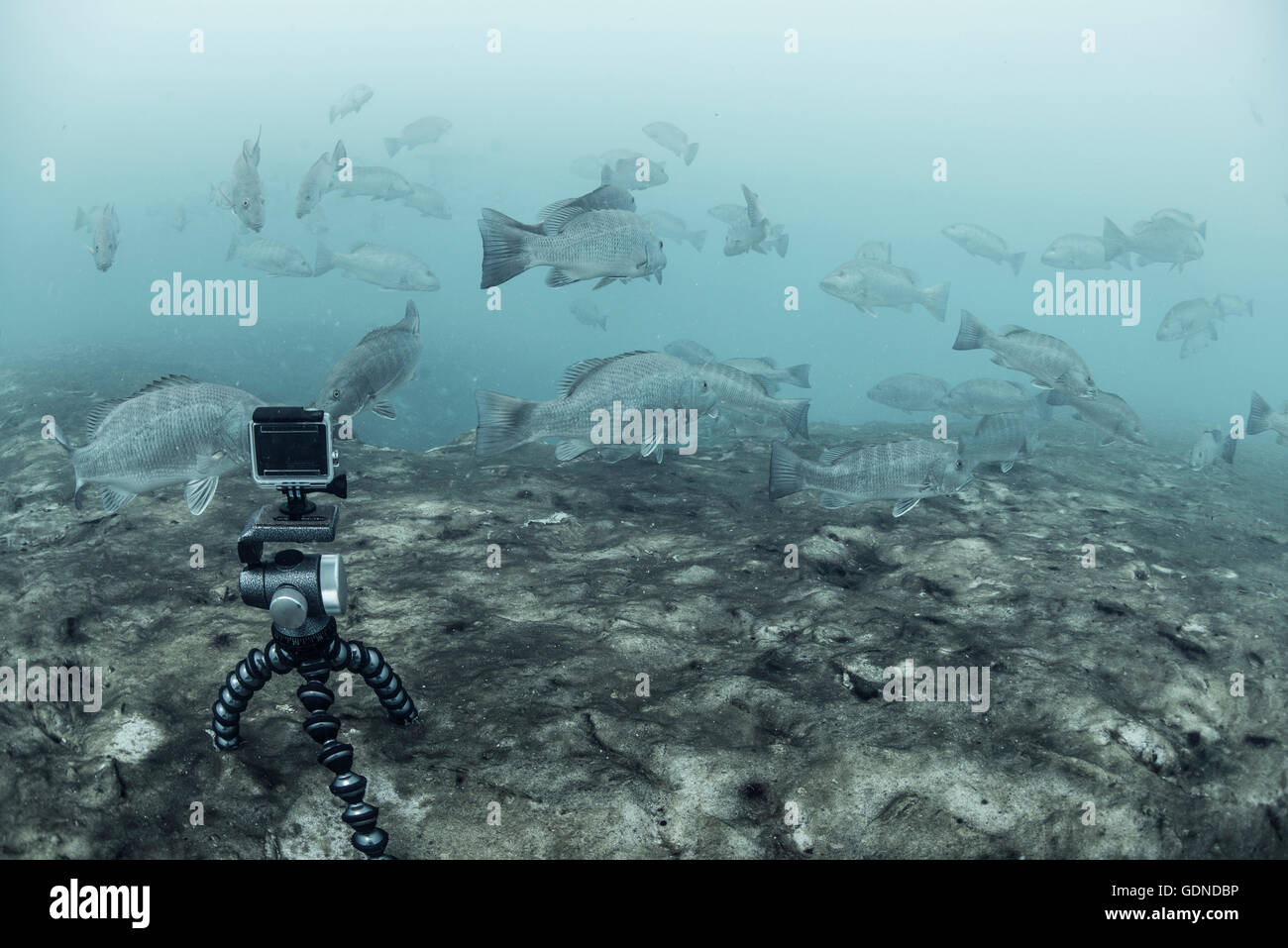 Unterwasser-Kamera auf Stativ Filmen Schule von Cubera Snapper, Sian Kaan Biosphärenreservat, Quintana Roo, Mexiko Stockfoto
