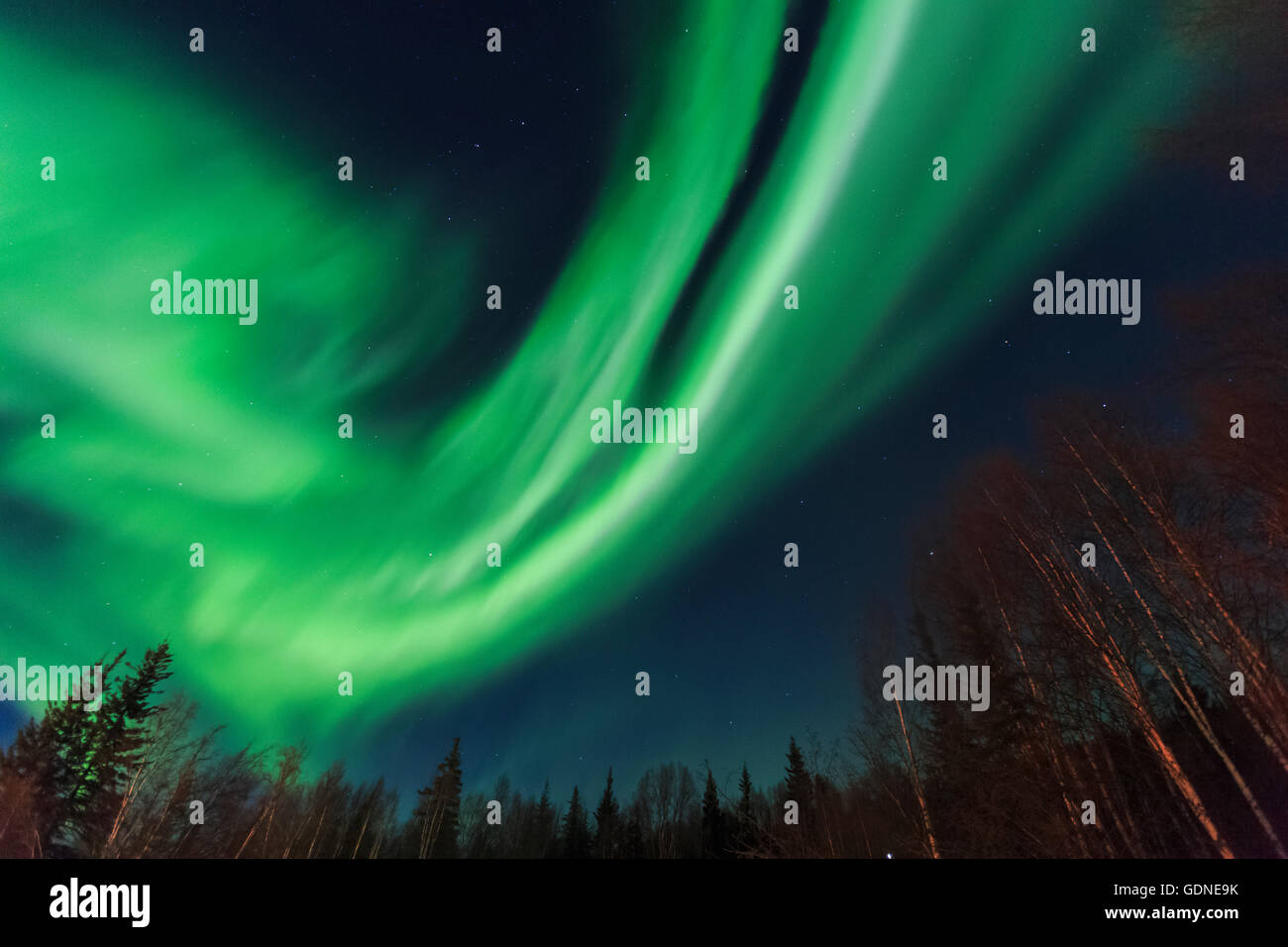 Aurora Borealis, in der Nähe von Northern Lights Chena Resort in der Nähe von Fairbanks, Alaska Stockfoto
