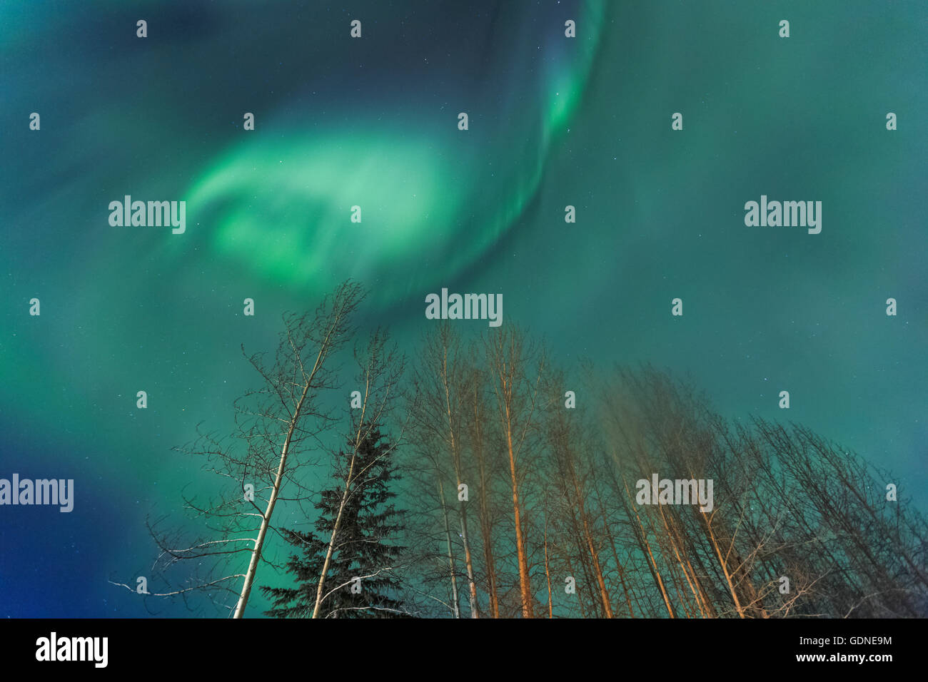 Aurora Borealis, in der Nähe von Northern Lights Chena Resort in der Nähe von Fairbanks, Alaska Stockfoto