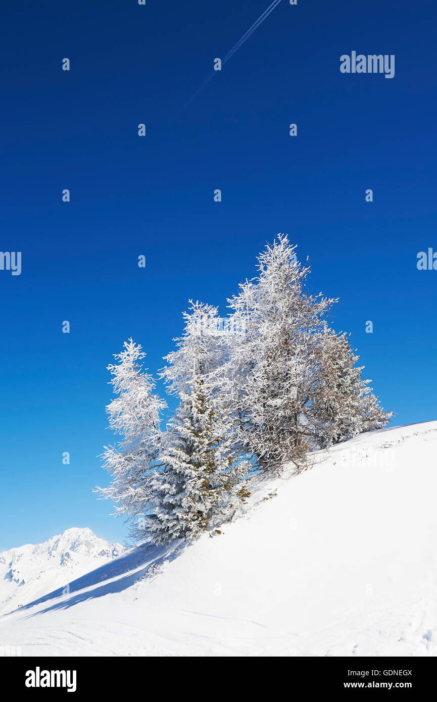 Schneebedeckte Bäume, Französische Alpen Stockfoto