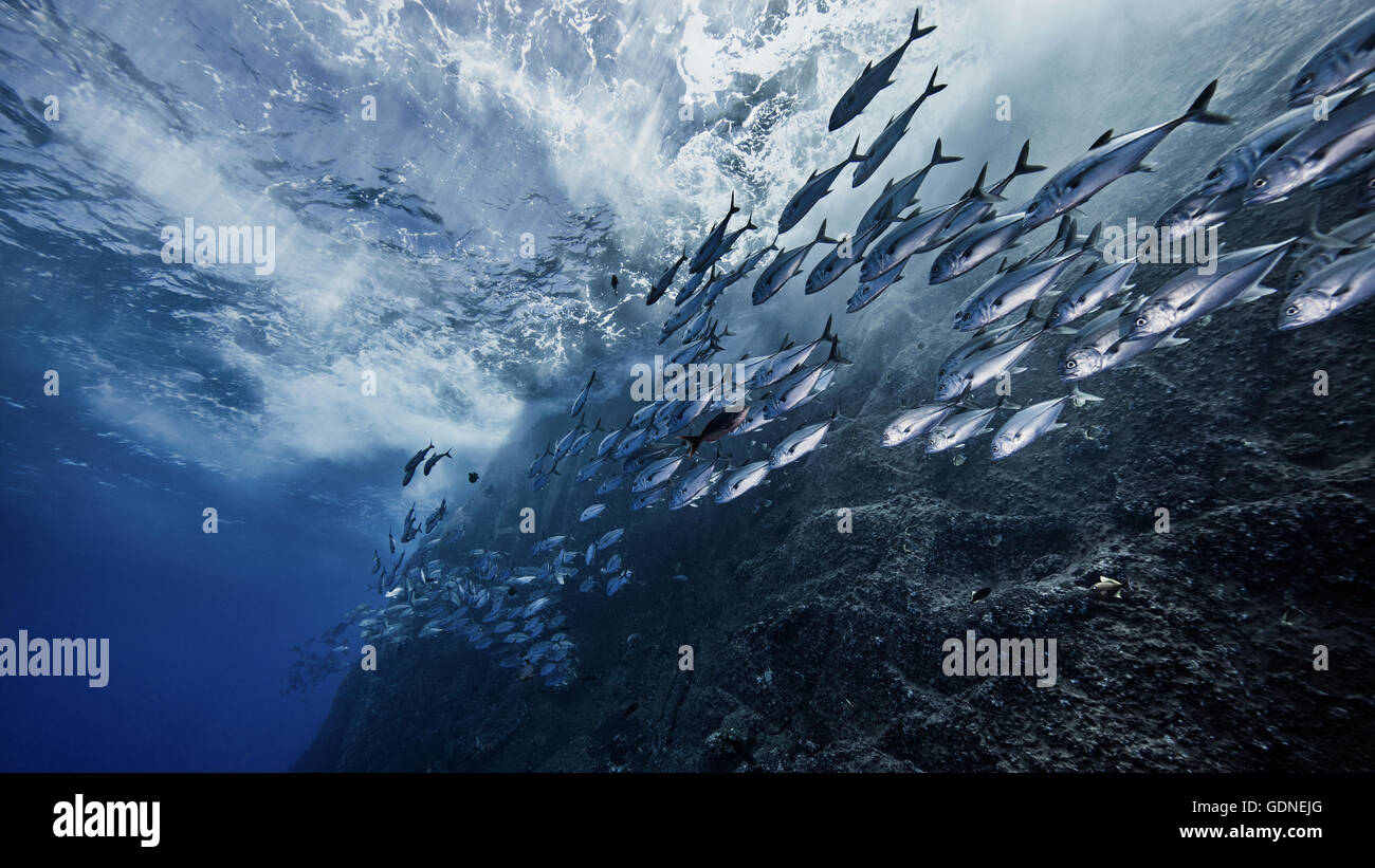 Schule des Fisches durch Unterwasser-Vulkan Stockfoto