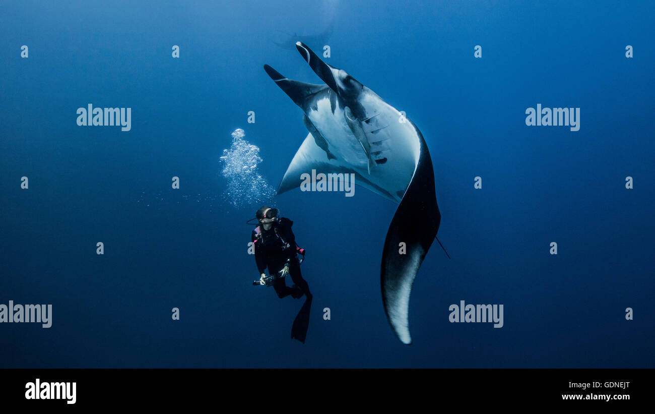 Taucher mit riesigen ozeanischen Mantarochen schwimmen Stockfoto