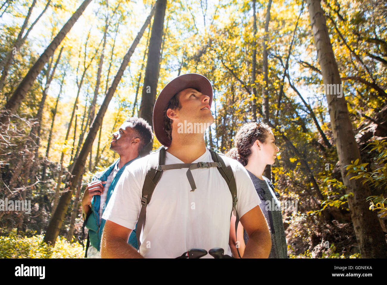 Drei junge Erwachsene Wanderer Nachschlagen im Wald, Arcadia, Kalifornien, USA Stockfoto
