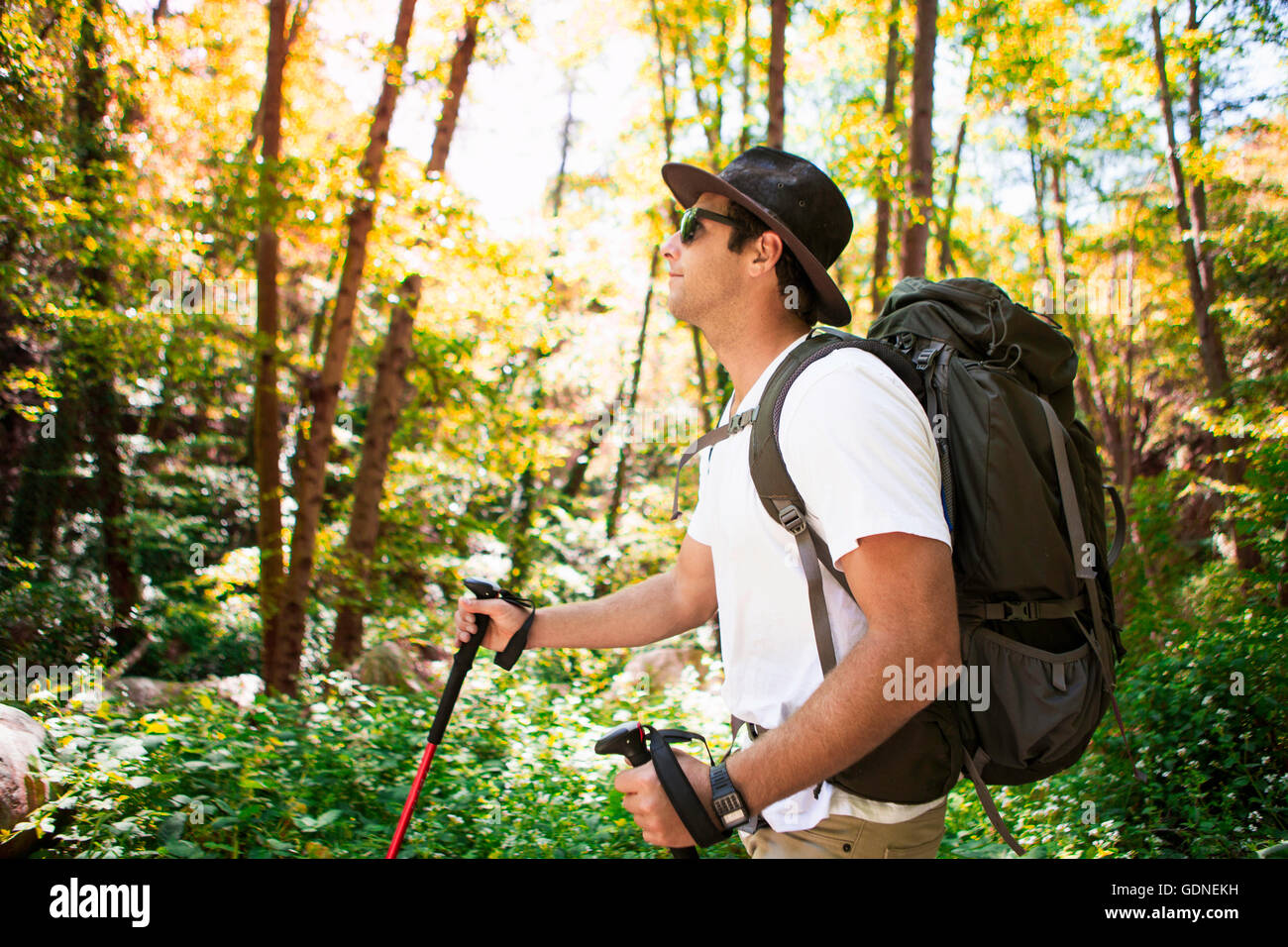 Junge männliche Wanderer Wandern im Wald mit walking-Stöcken, Arcadia, Kalifornien, USA Stockfoto