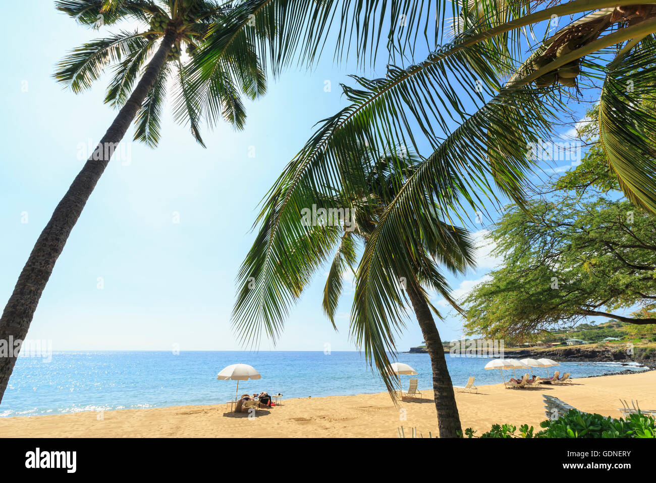 Golden Beach und Palm Tree am Hulopo'e Beach Park, Lanai Island, Hawaii, USA Stockfoto