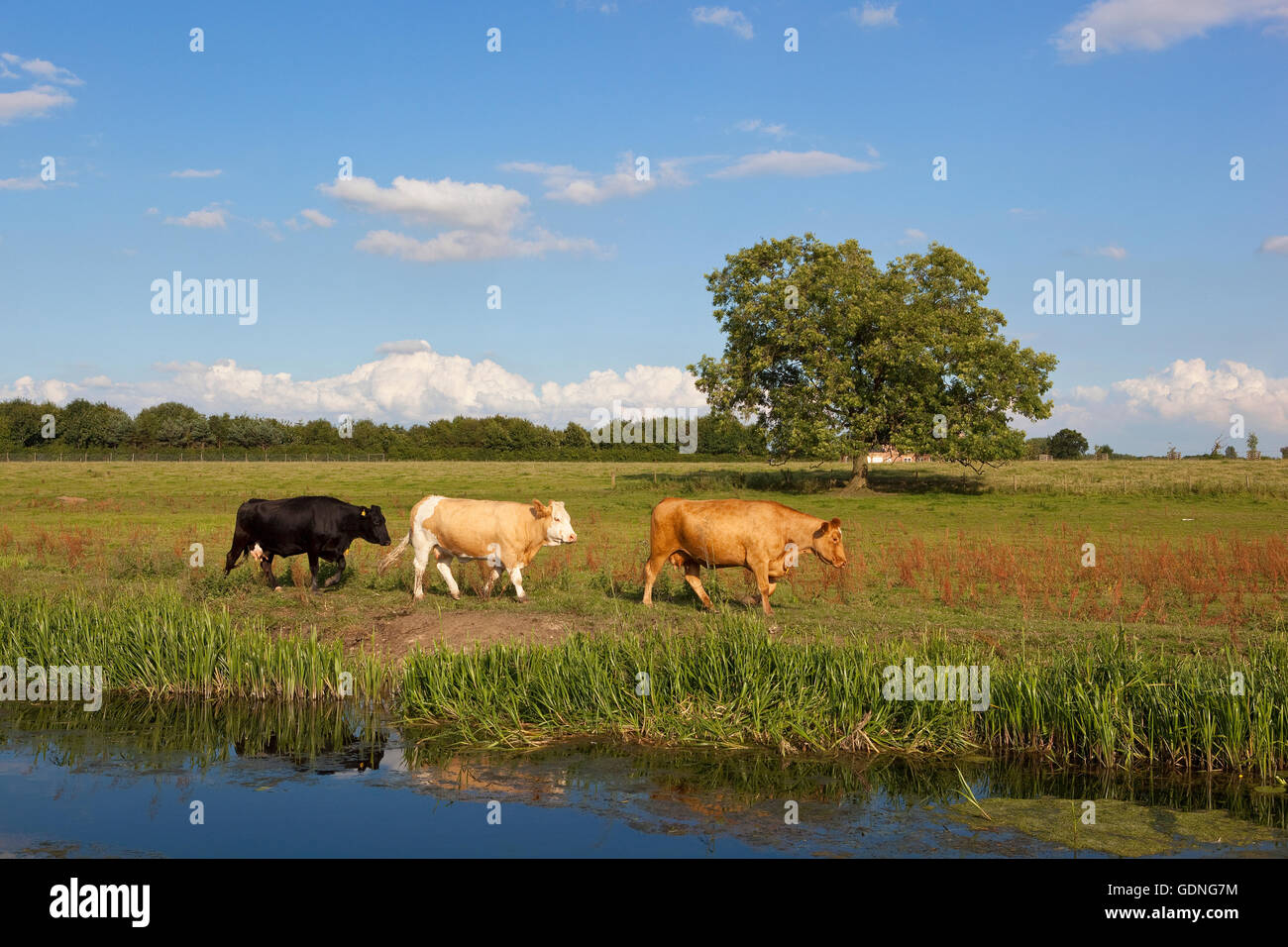 Drei Kühe, Wandern in einer grünen Wiese durch einen Kanal im Sommer mit einem schönen Reifen Asche Baum und blau Himmelshintergrund. Stockfoto