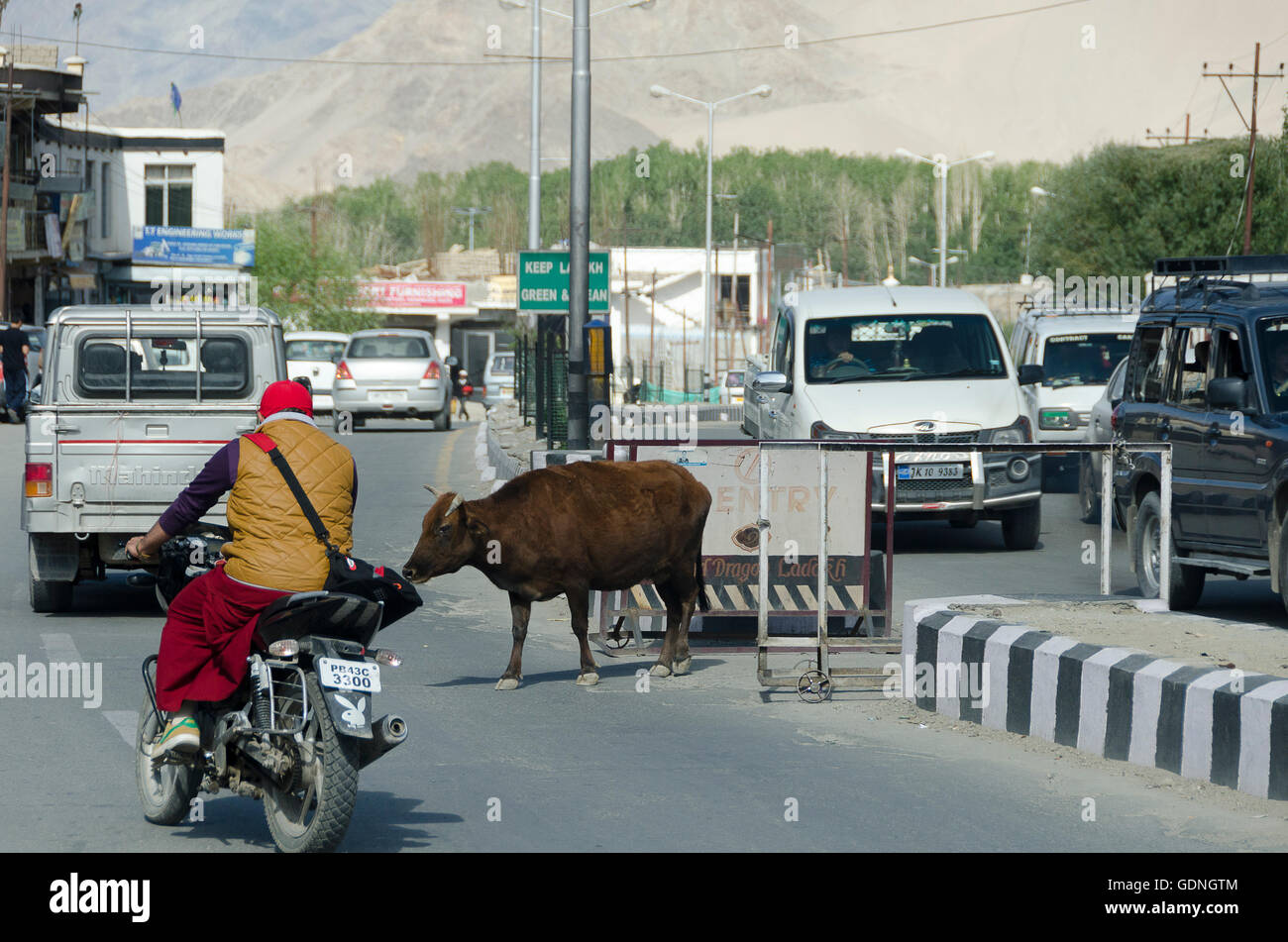 Motorrad vermeiden Kuh in Straße, Leh, Ladakh, Jammu und Kaschmir, Indien Stockfoto