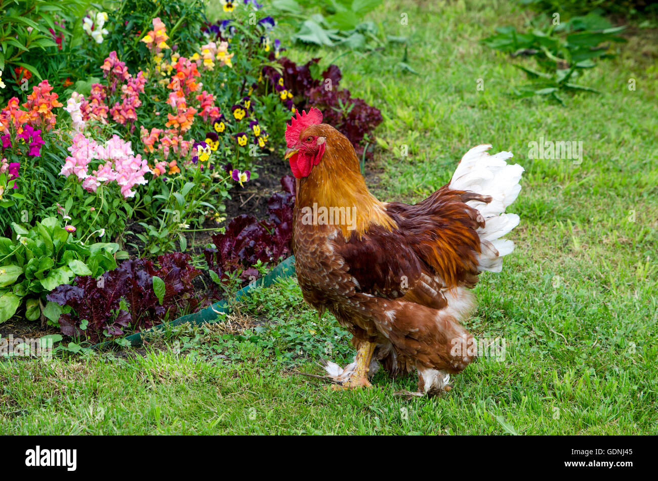 Geflügel Hahn Vollblut Motley schöne, Vogel, Rasse, Wirtschaft, Landwirt, Landwirtschaft, Haus, Motley, Geflügelzucht, Hahn Stockfoto