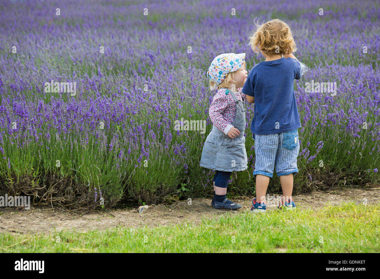 Kinder, kleine Mädchen und Junge, genießen Sie den Lavendel an einem Tag der offenen Tür in der Lordington Lavender Farm, Lordington, Chichester, West Sussex UK im Juli Stockfoto