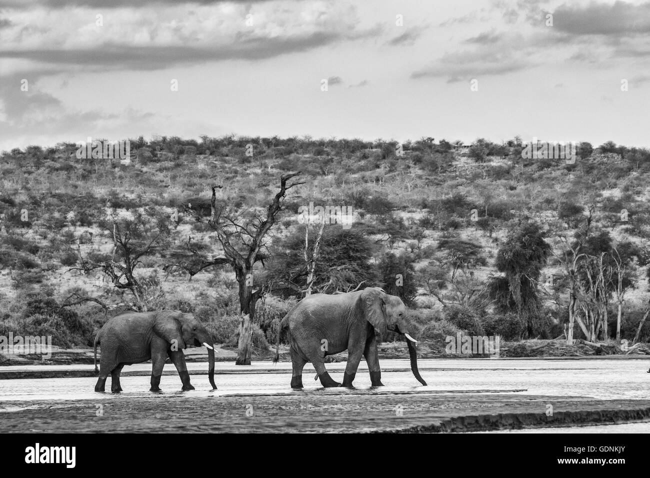 Elefanten Uaso Nyiro Fluss entlang Stockfoto