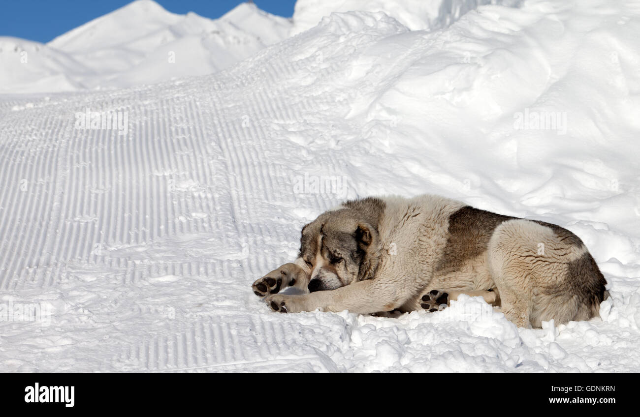Hund schlafen auf Schnee in Skipiste am Sonnetag Stockfoto