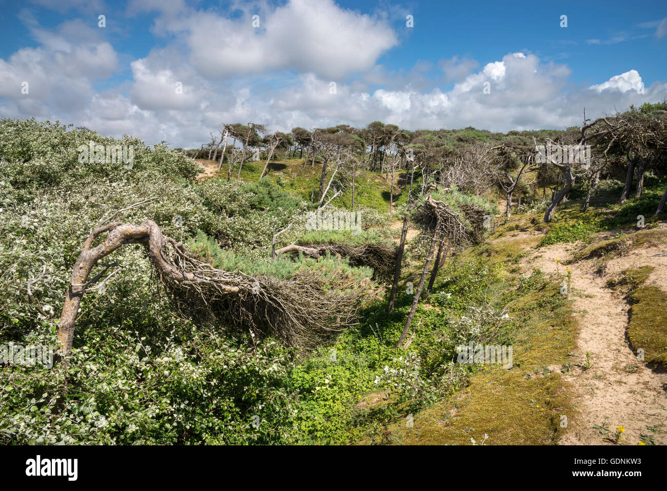 Windgepeitschte Kiefern auf den Sanddünen Formby Zeitpunkt, Merseyside, England. Stockfoto