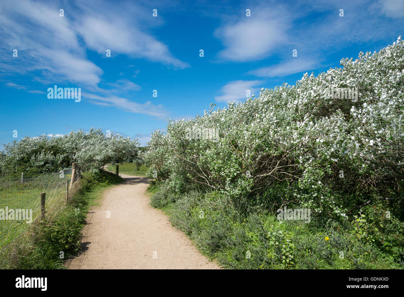 Wanderweg führt ot Dünen bei Formby Punkt, Merseyside. Weiße Pappeln mit ihren silbrigen Blätter vor blauem Himmel. Stockfoto